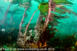Kelp Forest at the Garvellachs