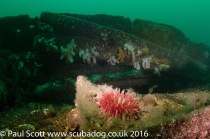Horseman Anemone Urticina eques amongst the Wreckage of the Glanmire St Abbs