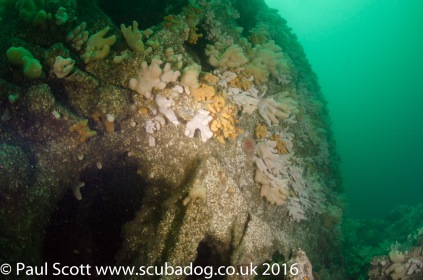 Boilers of the Glanmire Wreck at Saint Abbs Head