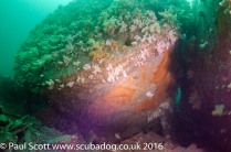 Boilers of the Glanmire Wreck at Saint Abbs Head