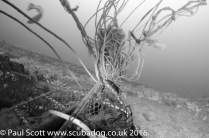 Lobster Pots fouled on the Glanmire Wreck