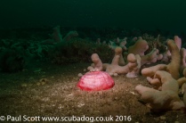 Closed Horseman Anemone Urticina eques amongst the Wreckage of the Glanmire St Abbs